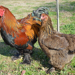 Gallina de Raza Brahma