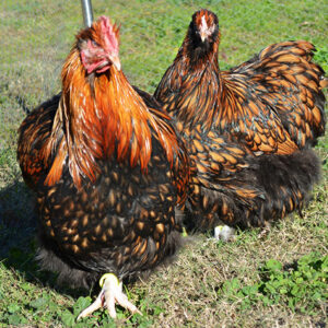 Gallina de Raza Orpington