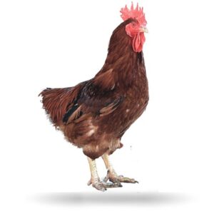 Pollo de Corral Rojo de 4 M.