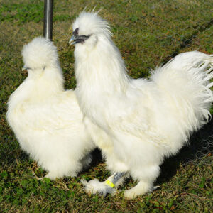 Gallina de Raza Sedosa de Japon