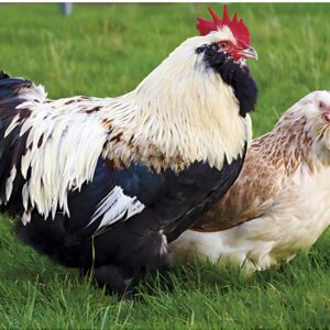 Gallina de Raza Faverolles