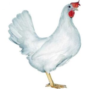 Gallina Ponedora Blanca 4M