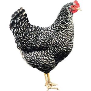 Gallina Ponedora Coucou 4M