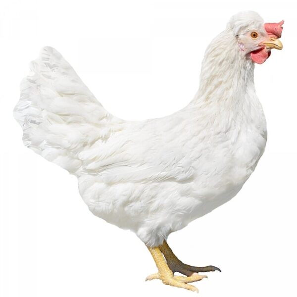 Gallina Ponedora La Azur 4M