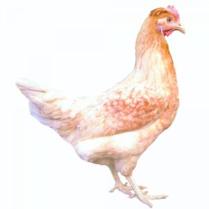 Gallina Ponedora La Green 4M
