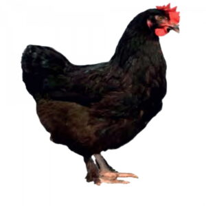 Gallina Ponedora Marans Ind. 4M