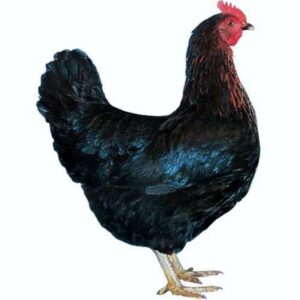 Gallina Ponedora Negra 4M