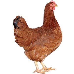 Gallina Ponedora Roja 4M
