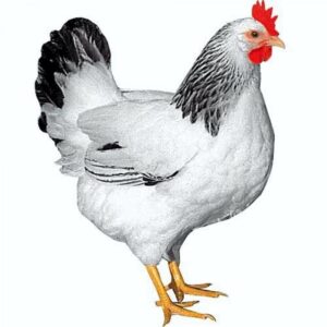 Gallina Ponedora Susex 4M