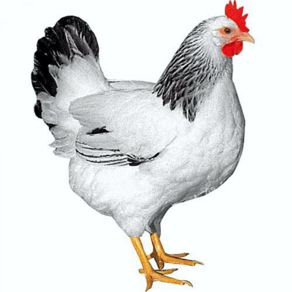 Gallina Ponedora Susex 4M