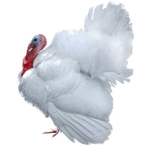 Pavo Blanco 1 mes
