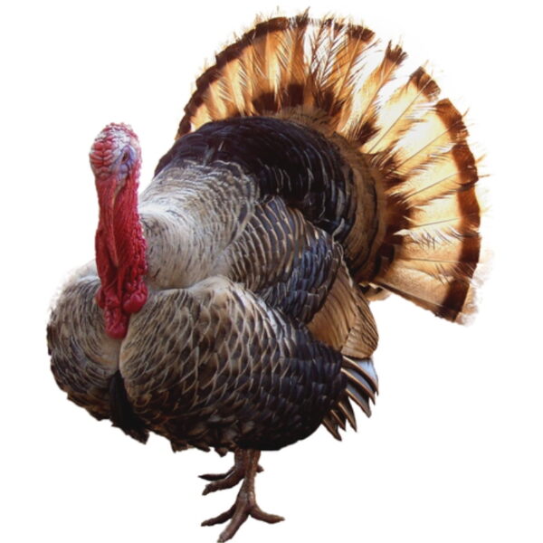 Pavo Gris 1 mes