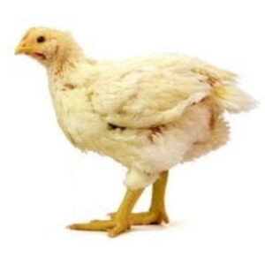 Pollito Blanco Broiler