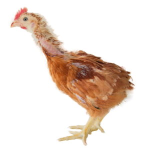 Pollito Rojo Camper