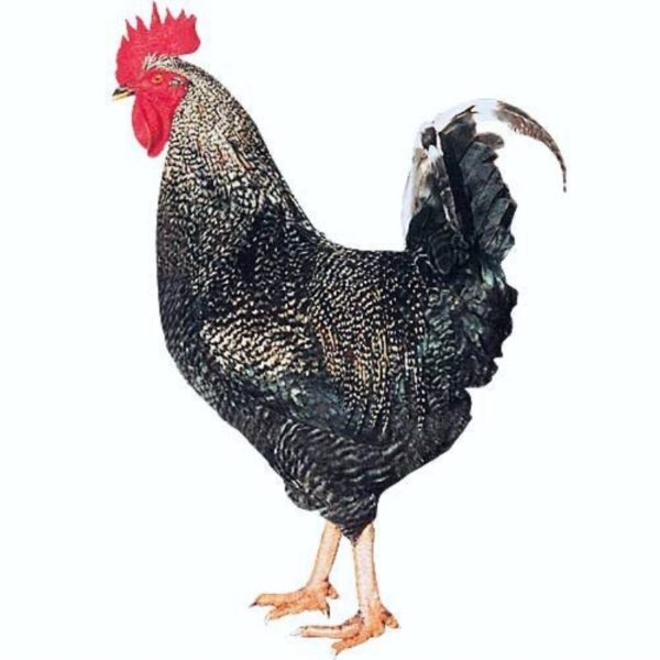 Pollo de Corral Coucou de 4 M.