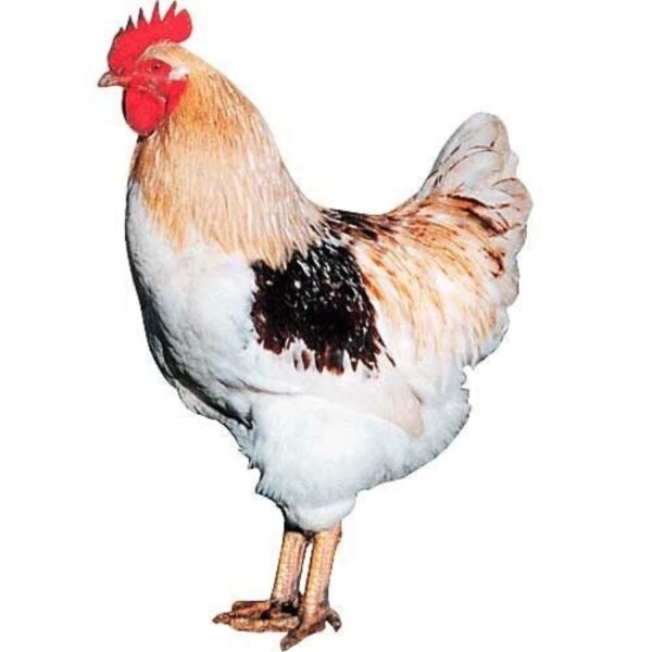 Pollo de Corral Susex de 4 M.