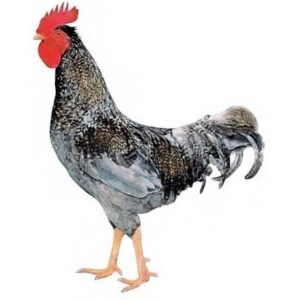 Pollo de Corral BeBlue de 4 M.