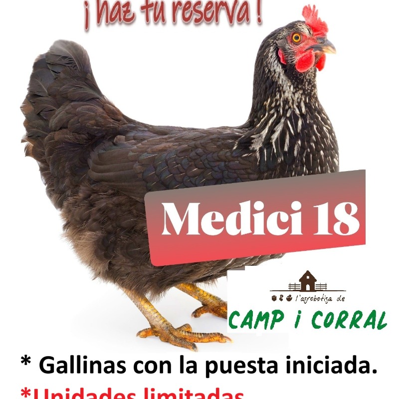 Camp i Corral - Tienda de animales, campo y corral en Alzira Gallina Ponedora Medici 18 5 M.